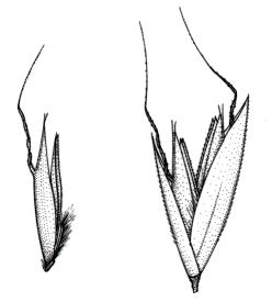 trisetum cumingii